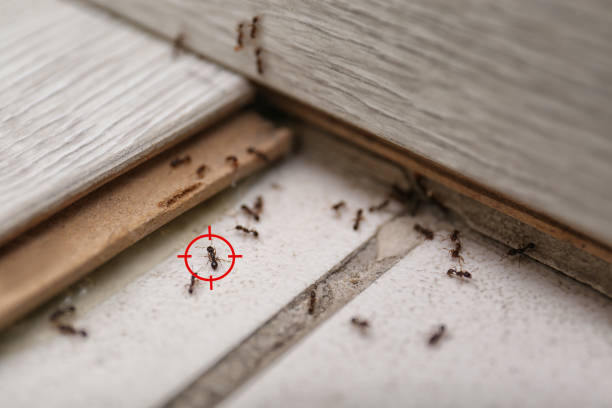Best Pest Prevention Services  in East Lake Orient Park, FL