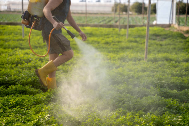 Reliable East Lake Orient Park, FL Pest Control Solutions