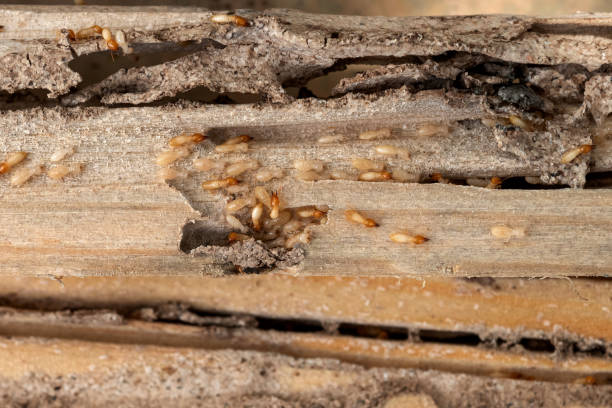 Best Pest Control Near Me  in East Lake Orient Park, FL