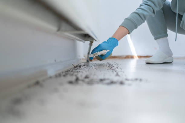 Best Best Pest Control Companies  in East Lake Orient Park, FL